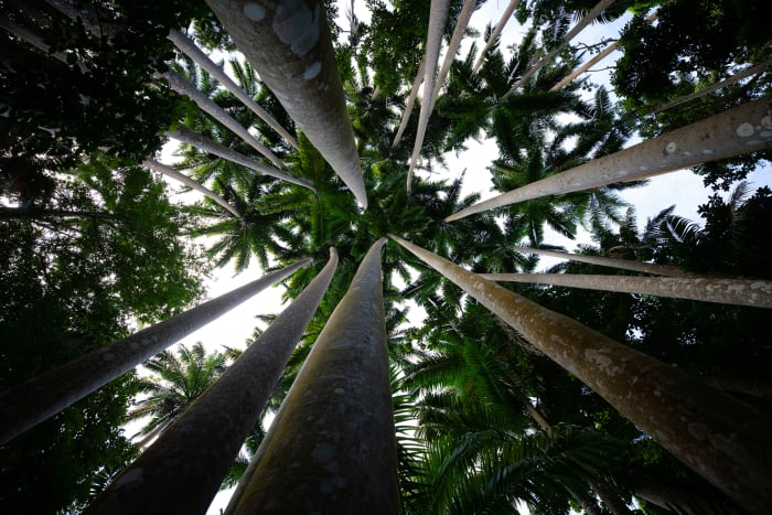 Palm trees in Barbados